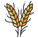 wheat